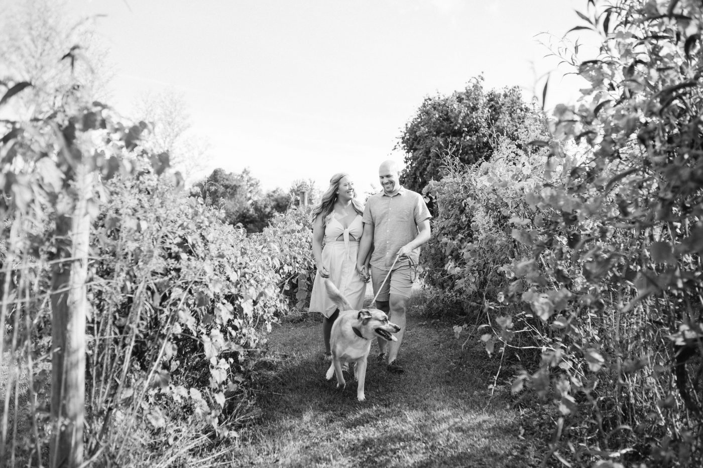 hershey vineyard photos